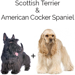 Scottish Cocker Dog